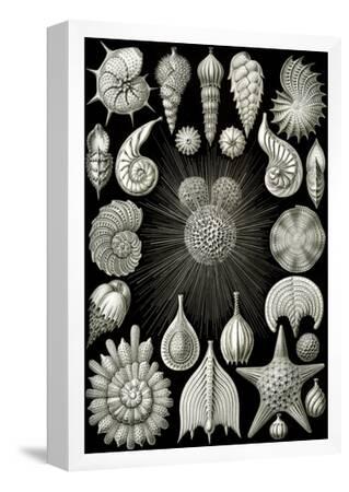 Thalamphora Nature Print Poster by Ernst Haeckel--Framed Poster
