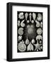 Thalamphora-Ernst Haeckel-Framed Art Print