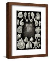 Thalamphora-Ernst Haeckel-Framed Art Print