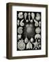 Thalamphora-Ernst Haeckel-Framed Art Print