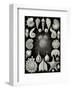 Thalamphora-Ernst Haeckel-Framed Art Print