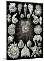 Thalamphora-Ernst Haeckel-Mounted Art Print