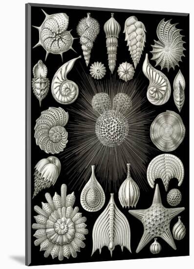 Thalamphora-Ernst Haeckel-Mounted Art Print