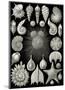 Thalamphora-Ernst Haeckel-Mounted Art Print