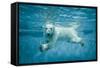 Thalarctos Maritimus (Ursus Maritimus) Commonly known as Polar Bear Swimming under Water-Fotokon-Framed Stretched Canvas