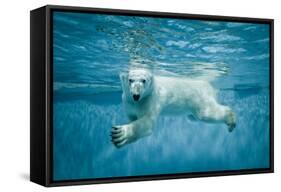 Thalarctos Maritimus (Ursus Maritimus) Commonly known as Polar Bear Swimming under Water-Fotokon-Framed Stretched Canvas