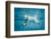 Thalarctos Maritimus (Ursus Maritimus) Commonly known as Polar Bear Swimming under Water-Fotokon-Framed Photographic Print