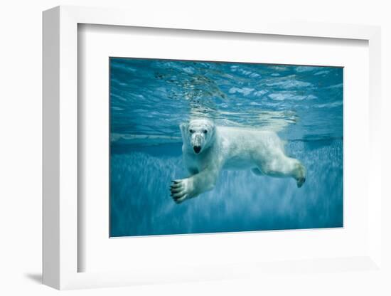 Thalarctos Maritimus (Ursus Maritimus) Commonly known as Polar Bear Swimming under Water-Fotokon-Framed Photographic Print