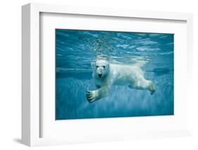 Thalarctos Maritimus (Ursus Maritimus) Commonly known as Polar Bear Swimming under Water-Fotokon-Framed Photographic Print