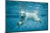 Thalarctos Maritimus (Ursus Maritimus) Commonly known as Polar Bear Swimming under Water-Fotokon-Mounted Photographic Print