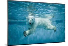 Thalarctos Maritimus (Ursus Maritimus) Commonly known as Polar Bear Swimming under Water-Fotokon-Mounted Photographic Print