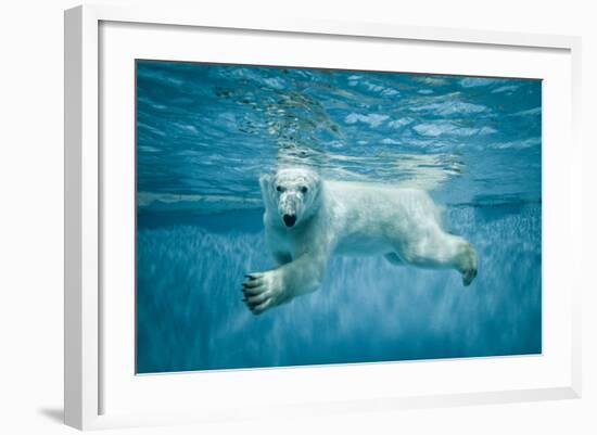 Thalarctos Maritimus (Ursus Maritimus) Commonly known as Polar Bear Swimming under Water-Fotokon-Framed Photographic Print