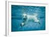 Thalarctos Maritimus (Ursus Maritimus) Commonly known as Polar Bear Swimming under Water-Fotokon-Framed Photographic Print