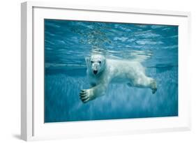 Thalarctos Maritimus (Ursus Maritimus) Commonly known as Polar Bear Swimming under Water-Fotokon-Framed Photographic Print