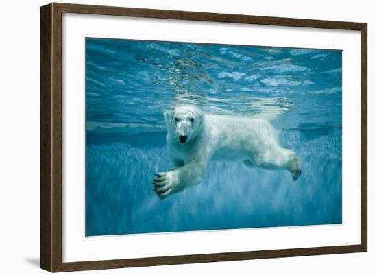 Thalarctos Maritimus (Ursus Maritimus) Commonly known as Polar Bear Swimming under Water-Fotokon-Framed Photographic Print