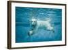 Thalarctos Maritimus (Ursus Maritimus) Commonly known as Polar Bear Swimming under Water-Fotokon-Framed Photographic Print