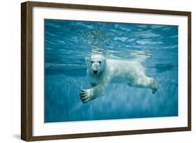 Thalarctos Maritimus (Ursus Maritimus) Commonly known as Polar Bear Swimming under Water-Fotokon-Framed Photographic Print