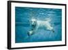 Thalarctos Maritimus (Ursus Maritimus) Commonly known as Polar Bear Swimming under Water-Fotokon-Framed Photographic Print