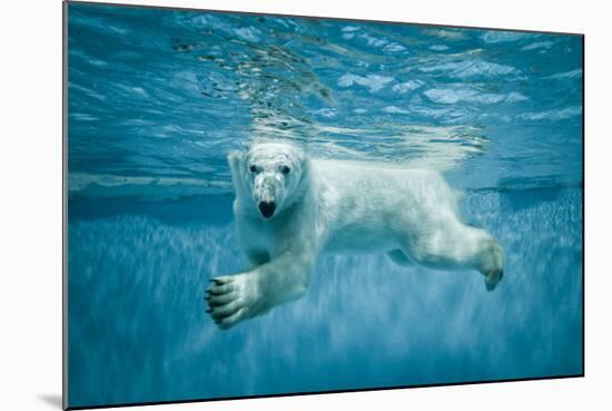 Thalarctos Maritimus (Ursus Maritimus) Commonly known as Polar Bear Swimming under Water-Fotokon-Mounted Photographic Print