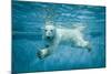 Thalarctos Maritimus (Ursus Maritimus) Commonly known as Polar Bear Swimming under Water-Fotokon-Mounted Photographic Print