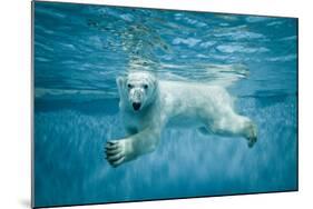 Thalarctos Maritimus (Ursus Maritimus) Commonly known as Polar Bear Swimming under Water-Fotokon-Mounted Photographic Print