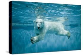 Thalarctos Maritimus (Ursus Maritimus) Commonly known as Polar Bear Swimming under Water-Fotokon-Stretched Canvas