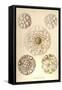 Thalassicolla Pelagica-Ernst Haeckel-Framed Stretched Canvas