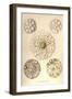 Thalassicolla Pelagica-Ernst Haeckel-Framed Art Print