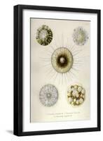 Thalassicollida-null-Framed Giclee Print