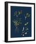 Thalictrum Alpinum; Alpine Meadow Rue-null-Framed Giclee Print