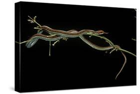 Thamnophis Sirtalis (Common Garter Snake)-Paul Starosta-Stretched Canvas