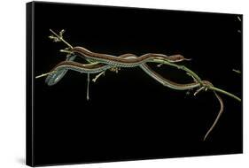 Thamnophis Sirtalis (Common Garter Snake)-Paul Starosta-Framed Stretched Canvas