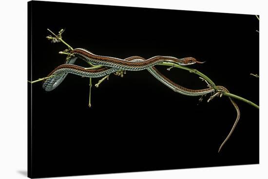 Thamnophis Sirtalis (Common Garter Snake)-Paul Starosta-Stretched Canvas