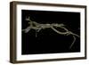 Thamnophis Sirtalis (Common Garter Snake)-Paul Starosta-Framed Photographic Print