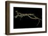 Thamnophis Sirtalis (Common Garter Snake)-Paul Starosta-Framed Photographic Print