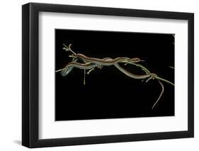 Thamnophis Sirtalis (Common Garter Snake)-Paul Starosta-Framed Photographic Print