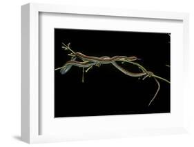 Thamnophis Sirtalis (Common Garter Snake)-Paul Starosta-Framed Photographic Print