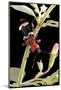 Thanasimus Formicarius (Ant Beetle, European Red-Bellied Clerid)-Paul Starosta-Mounted Photographic Print