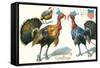Thanksgiving Greetings, Turkeys in Hats-null-Framed Stretched Canvas