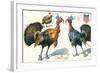 Thanksgiving Greetings, Turkeys in Hats-null-Framed Art Print