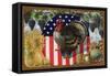 Thanksgiving Postcard with Turkey and Stars and Stripes Motif-null-Framed Stretched Canvas