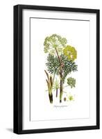 Thapsia garganica, Flora Graeca-Ferdinand Bauer-Framed Giclee Print