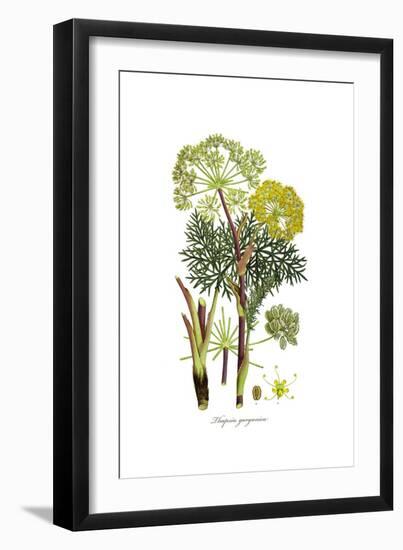 Thapsia garganica, Flora Graeca-Ferdinand Bauer-Framed Giclee Print