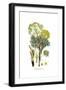 Thapsia garganica, Flora Graeca-Ferdinand Bauer-Framed Giclee Print