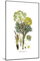 Thapsia garganica, Flora Graeca-Ferdinand Bauer-Mounted Giclee Print