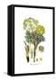 Thapsia garganica, Flora Graeca-Ferdinand Bauer-Framed Stretched Canvas