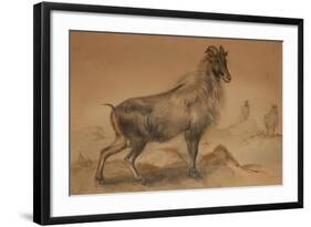 Thar-Joseph Wolf-Framed Giclee Print