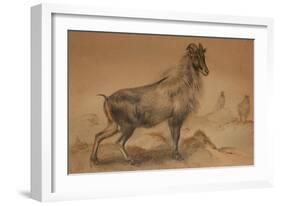 Thar-Joseph Wolf-Framed Giclee Print