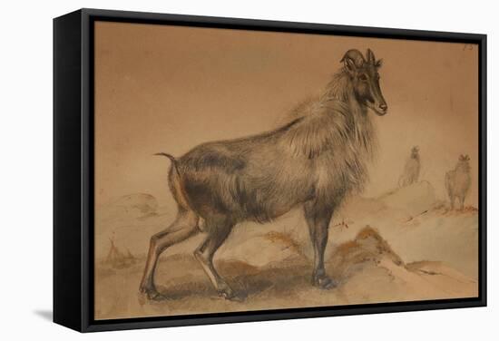 Thar-Joseph Wolf-Framed Stretched Canvas