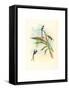 Tharmastura Enicura (Slender Shear-Tail), Hand Colored Lithograph-Richter & Gould-Framed Stretched Canvas